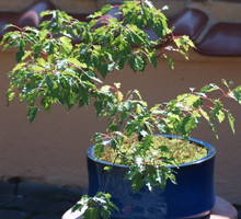 Klon tatarski łatwo daje się kształtować.