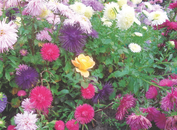 Kolorowe astry polecam do nasadzeń szczególnie młodym ogrodnikom. Kwiaty te nie 
są wymagające, za to bardzo wytrzymałe.