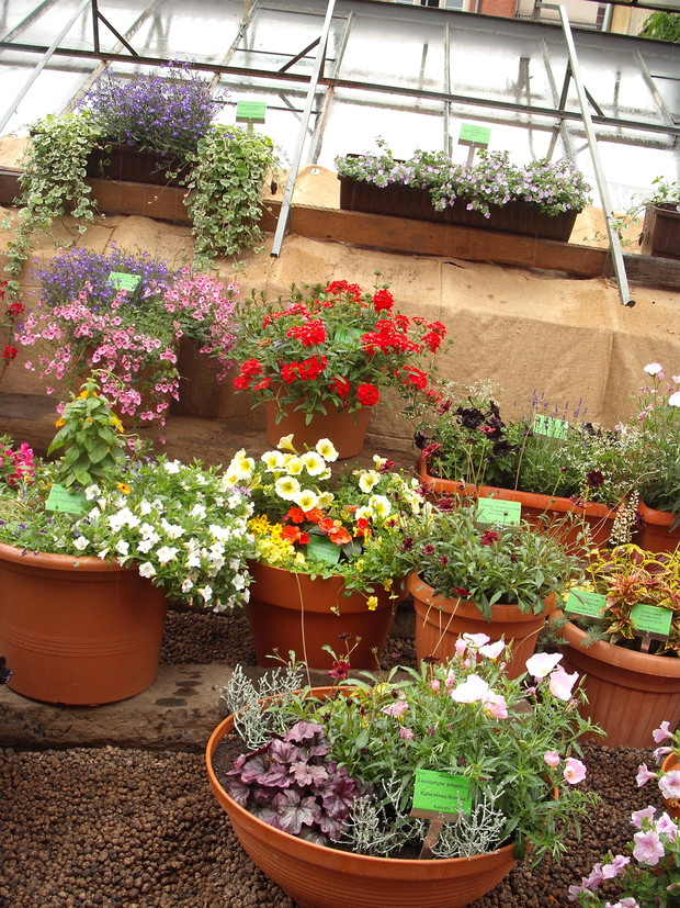 KOMPOZYCJE 
NA BALKON