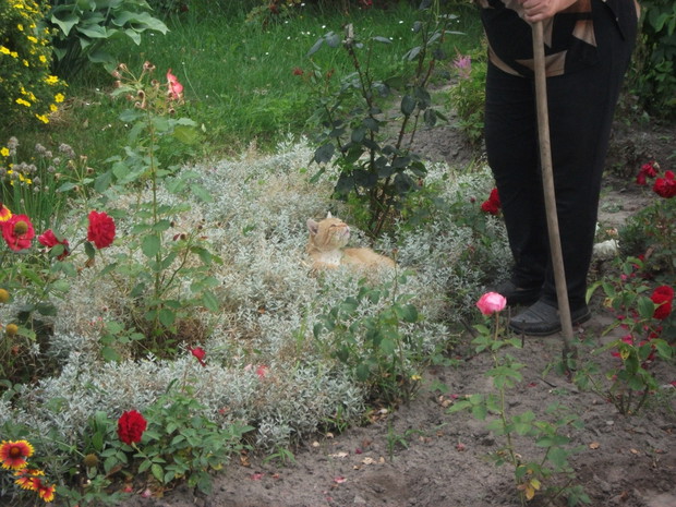 kotek kocha wygrzewać się w ogrodzie-zdjęcie z ogrodu mojej ciotki