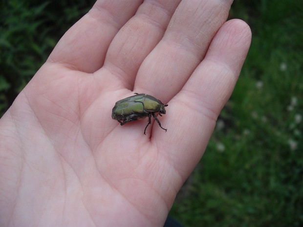 kruszczyca złotawka w mojej dłoni