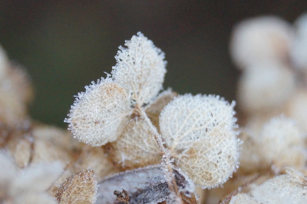 kwiat hortensji bukietowej 