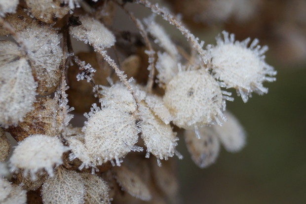 kwiat hortensji bukietowej 