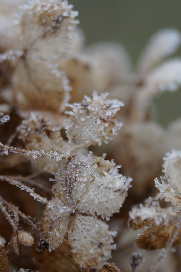kwiat hortensji bukietowej 