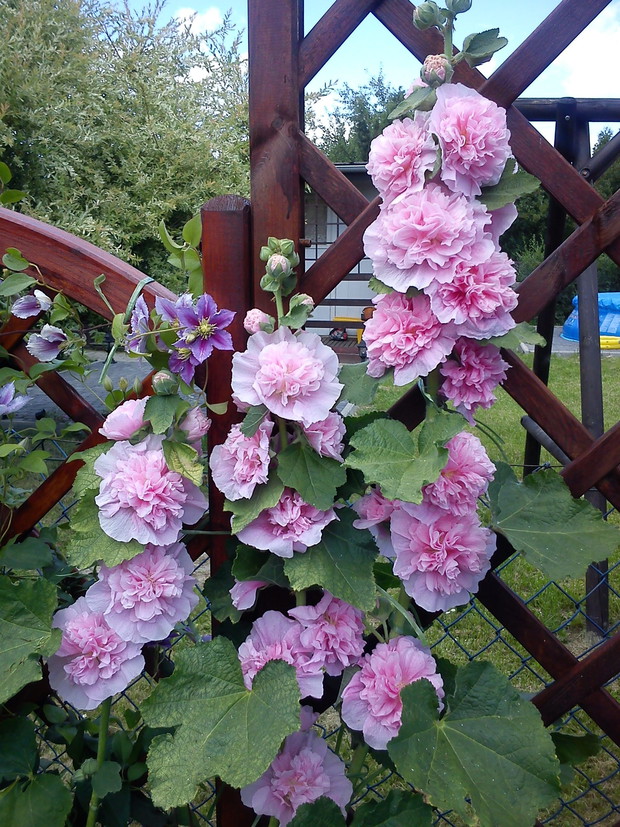 Kwiaty naszych babć: malwy