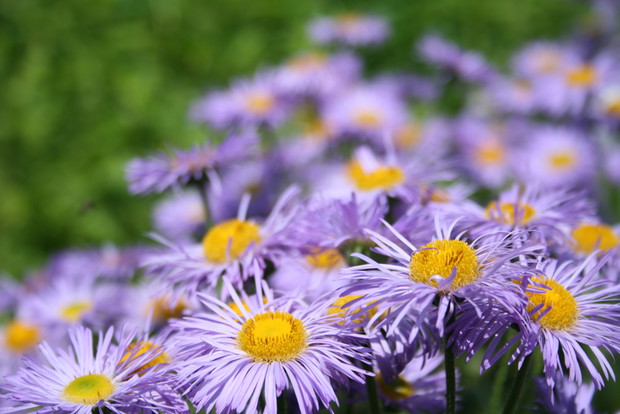 Kwiaty przymiotna ładnie wyglądają na nasłonecznionych miejscach