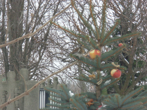 Kwiczoł w mocno już przetrzebionej stołówce.