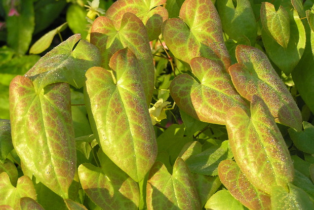 Liście epimedium zachowują podczas łagodnych zim zielony kolor. Rośliny tworzą gęste skupiska nawet na stanowiskach w cieniu