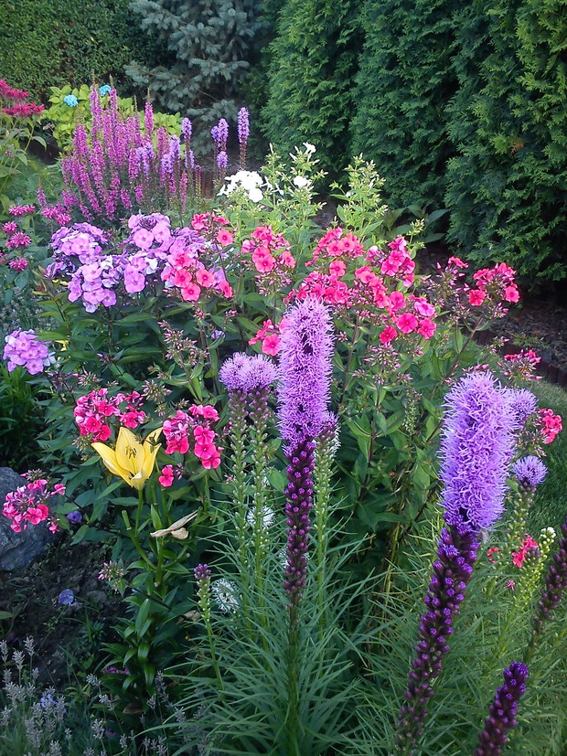 Lubię fiolety w ogrodzie,tu liatra w towarzystwie floksów