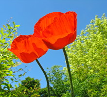 Mak wschodni uwielbia wygrzewać się w słońcu