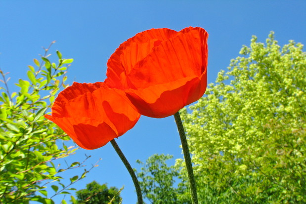 Mak wschodni uwielbia wygrzewać się w słońcu