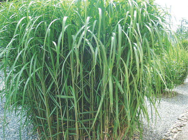 Miskant olbrzymi uprawiany jest nie tylko jako ozdoba, lecz także jako roślinne paliwo!