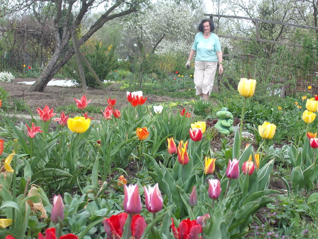 moja babcia
w tulipanach