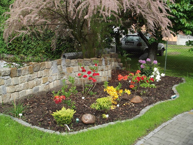 Moja druga miłość to Azalie i RH posadziłem jej tej Wiosny w całym ogrodzie 32 szt.w większości odmiany pachnące na więcej nie ma miejsca a szkoda.Tutaj kilka sztuk pod nadzorem pięknie kwitnącego Tamaryszka który w potrzebie na pewno osłoni je od nadmiar