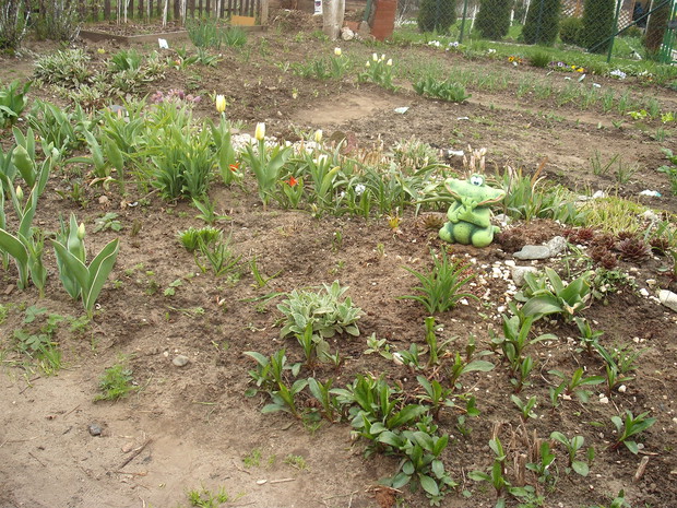 moja rabata 
wiosna 2013
