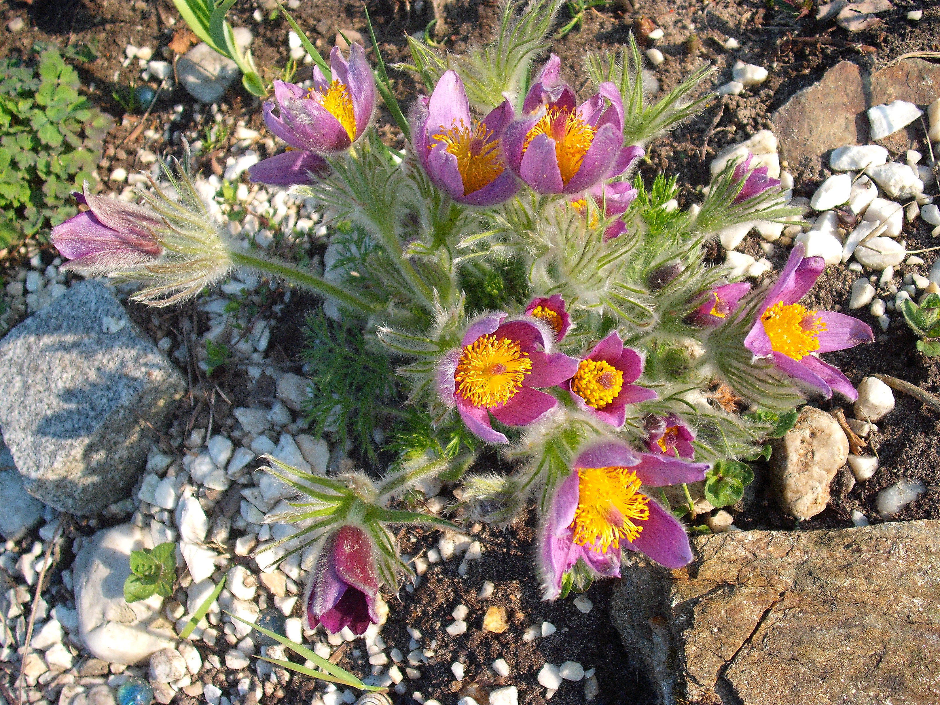 moja sasanka kwiecień