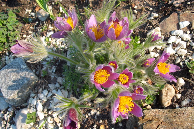 moja sasanka kwiecień