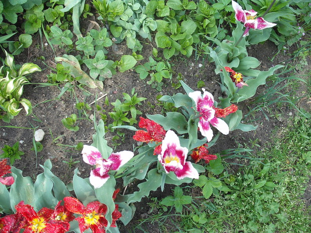 moje biedne tulipany 
zaledwie 5 dni później
sprane przez deszcz