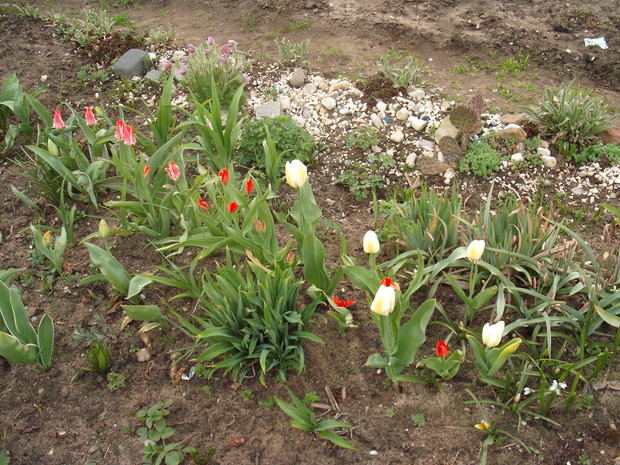 moje
tulipanki