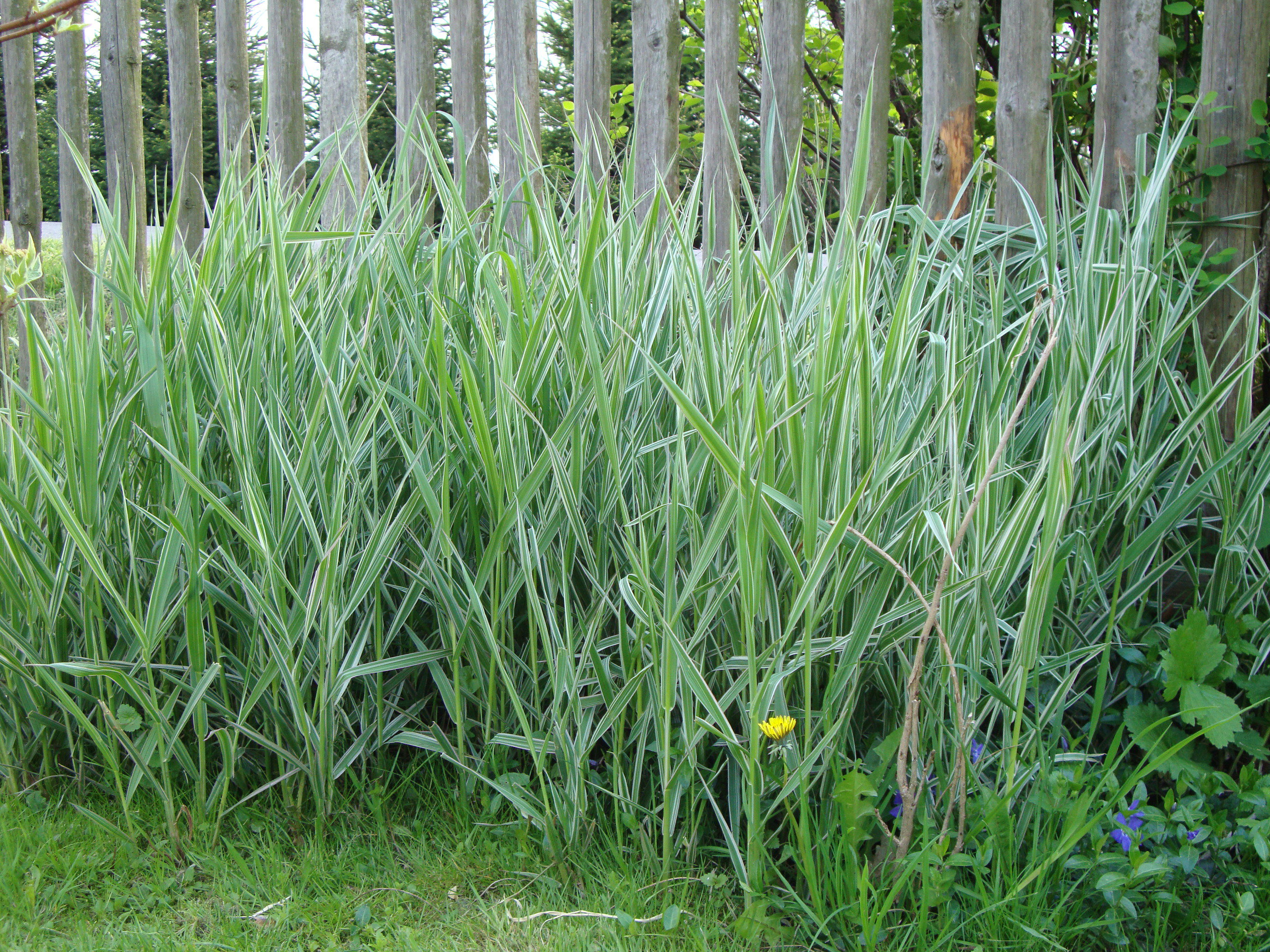 Mozga trzcinowata Phalaris arundinacea sprawdza się jako roślina nadwodna, okrywowa, zadarniająca i maskująca.