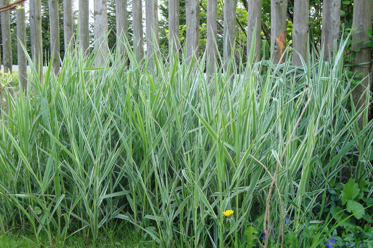 Mozga trzcinowata Phalaris arundinacea sprawdza się jako roślina nadwodna, okrywowa, zadarniająca i maskująca.