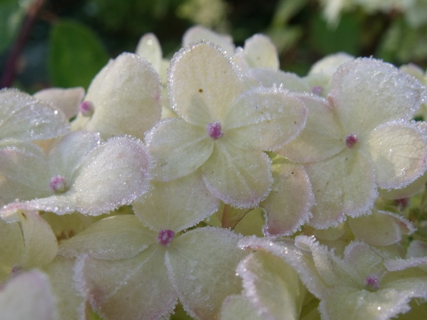 "mrożone" hortensje bukietowe Limelight 