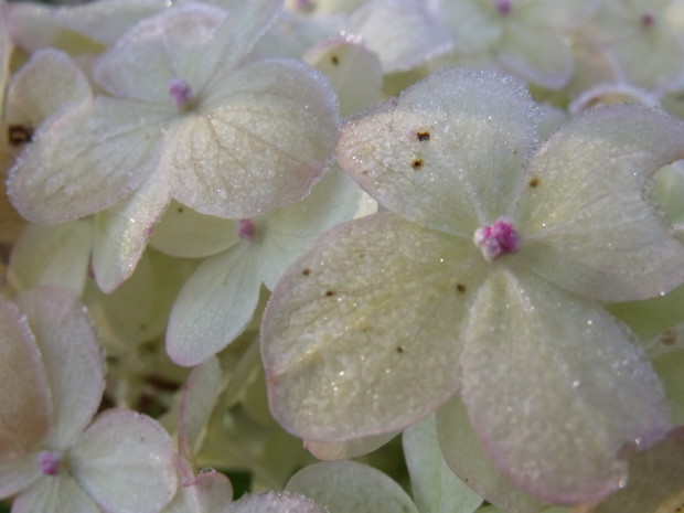 "mrożone" hortensje bukietowe Limelight 