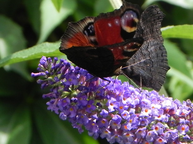 na jednym kwiatku przysiada nawet 5 motyli