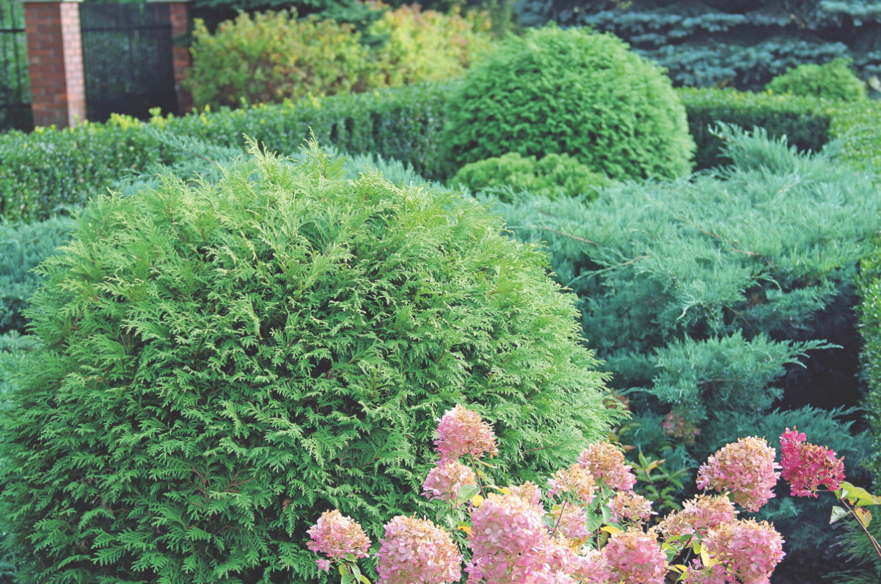 Na niezbyt dużej przestrzeni postawmy na niewielkie tuje kuliste lub rozłożyste, a także niskie jałowce Pfitzera.