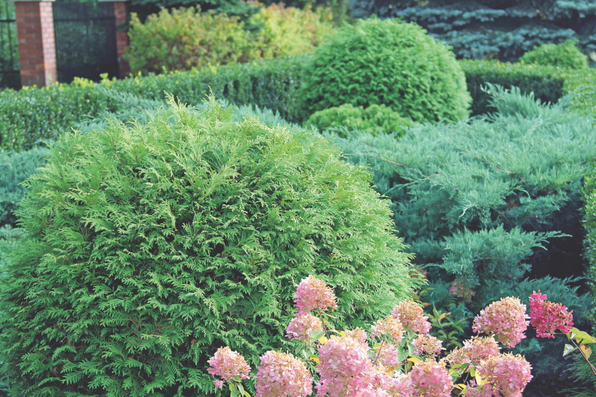 Na niezbyt dużej przestrzeni postawmy na niewielkie tuje kuliste lub rozłożyste, a także niskie jałowce Pfitzera.