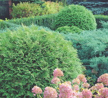 Na niezbyt dużej przestrzeni postawmy na niewielkie tuje kuliste lub rozłożyste, a także niskie jałowce Pfitzera.