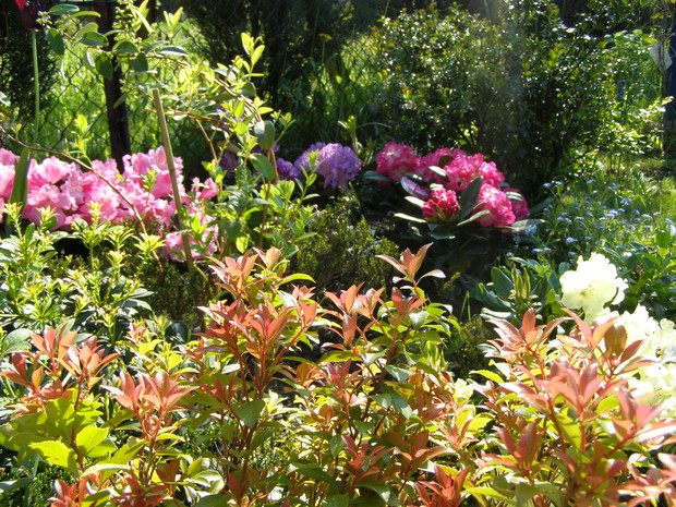Na pierwszym planie pieris,następnie zenobia i rododendrony.