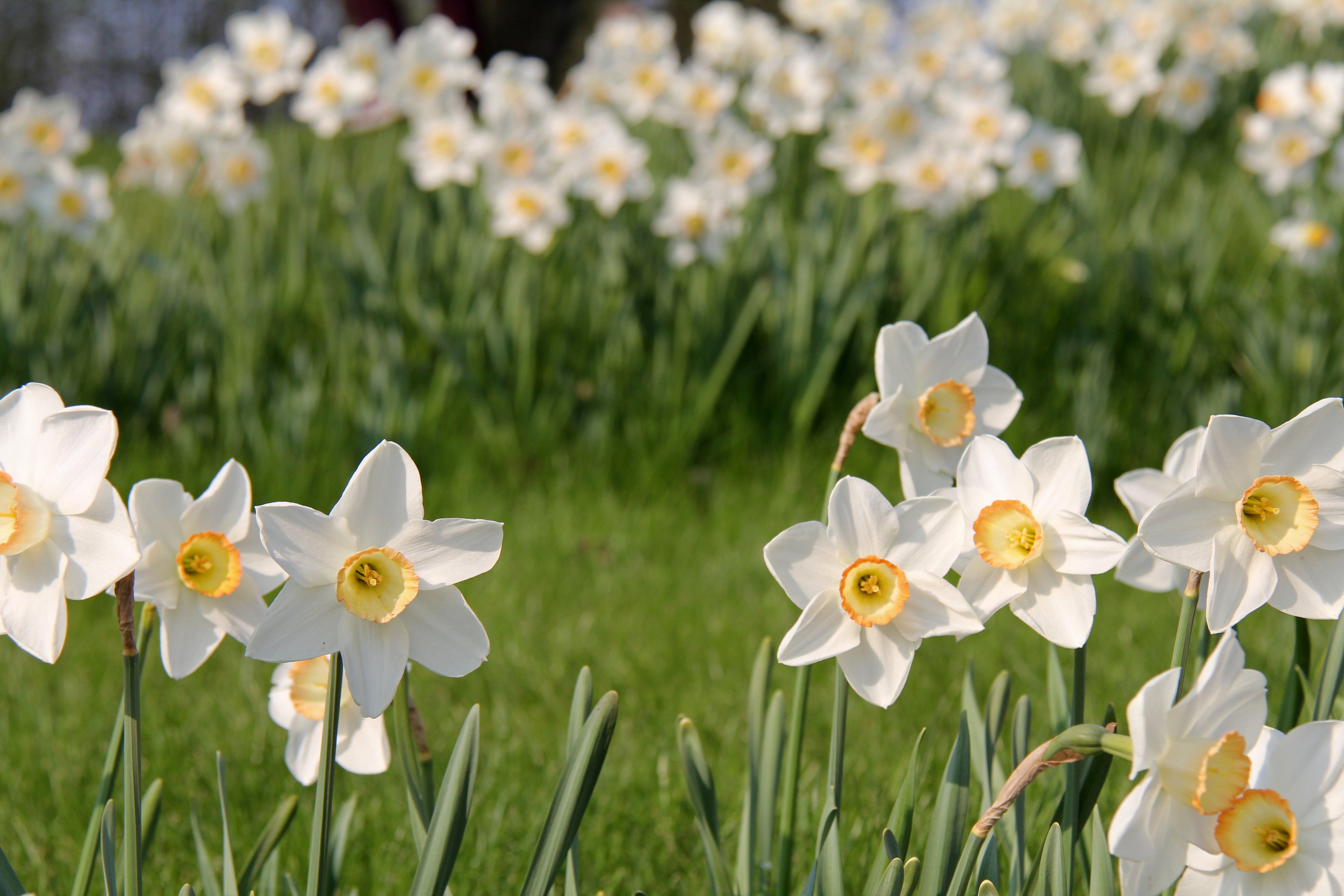 Narcyzy to rośliny o najszerszym zastosowaniu. Sprawdzają się w doniczkach i gruncie