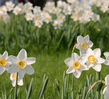 Narcyzy to rośliny o najszerszym zastosowaniu. Sprawdzają się w doniczkach i gruncie