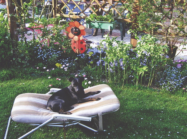 Nasz piesek Tofik lubi wylegiwać się na leżaku i obserwować, co dzieje się na działce.