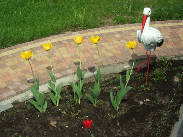 o i Bocian do nas przyleciał 19 marca