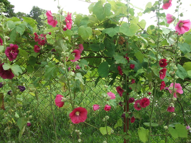 o i Malwusie zakwitły pierwszy raz w tym roku-na imieniny mojej córeczki Malwinki