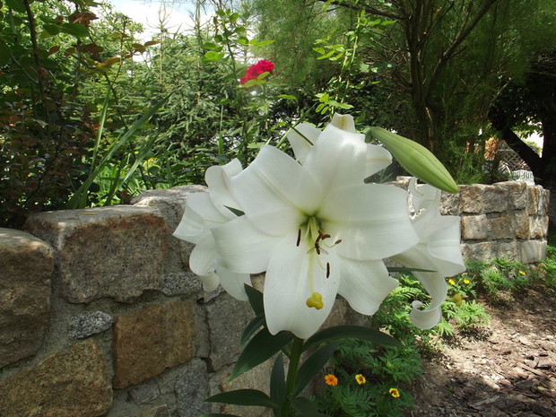 Obok azali to królowa w moim ogrodzie jej zapach unosi się bardzo obficie.
