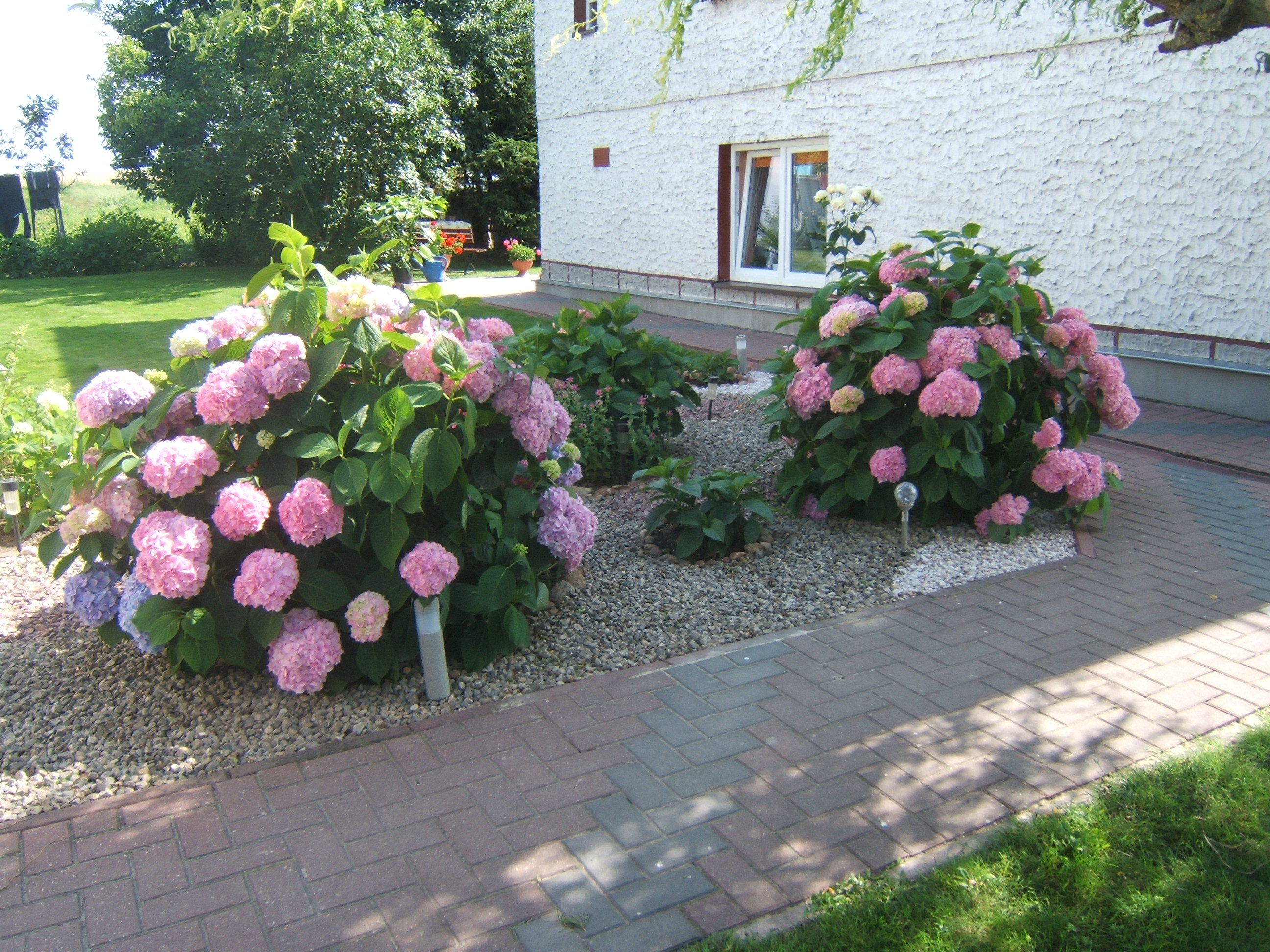 odpoczynek w hortensjach