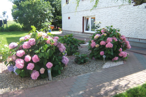 odpoczynek w hortensjach