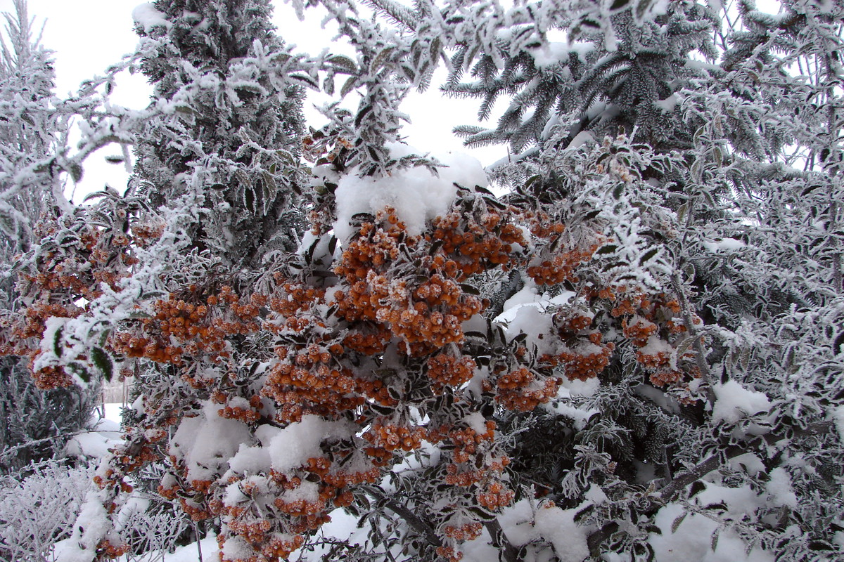 Ognik nie znosi przesadzania. Miejsce dla tego krzewu warto więc wybierać z rozwagą.