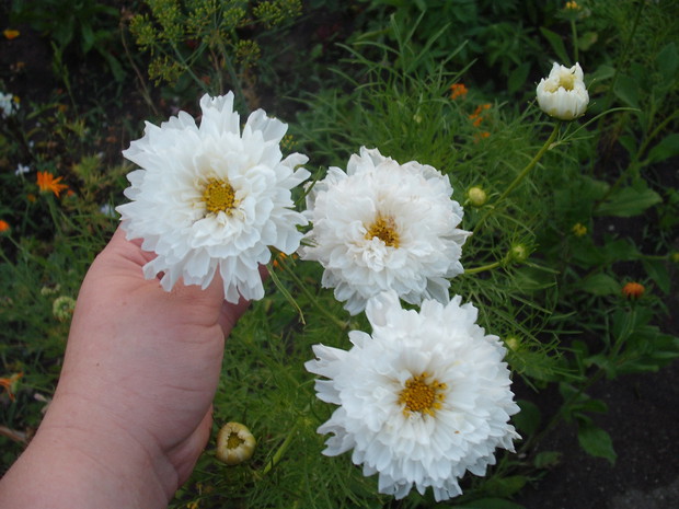 onętki odmiana biała pełna