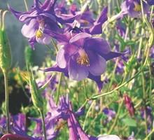 Orliki łatwo się krzyżują, dlatego co roku można uzyskać odmiany w innym kolorze.