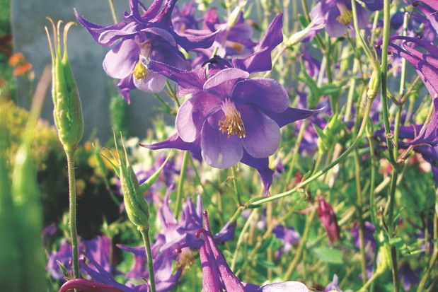 Orliki łatwo się krzyżują, dlatego co roku można uzyskać odmiany w innym kolorze.