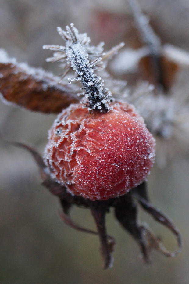 owoc róża pomarszczona 