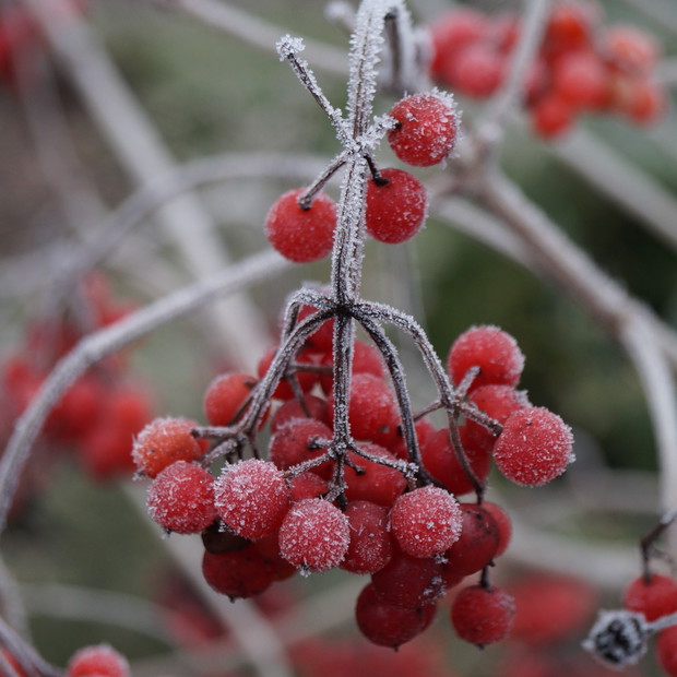 owoce kaliny koralowej "Compactum" 