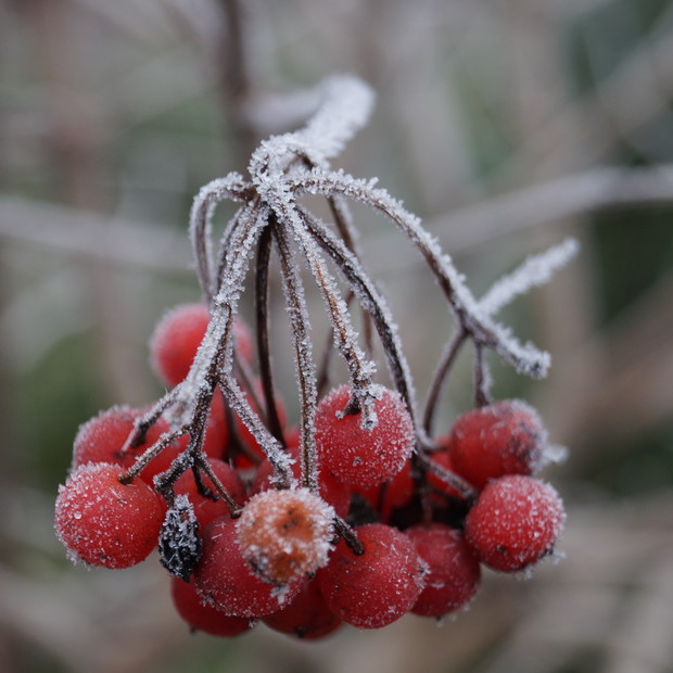 owoce kaliny koralowej "Compactum" 