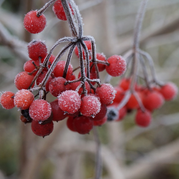 owoce kaliny koralowej "Compactum" 