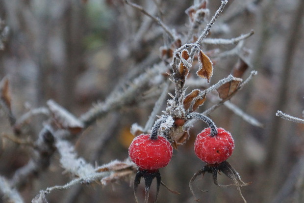 owoce róży pomarszczonej