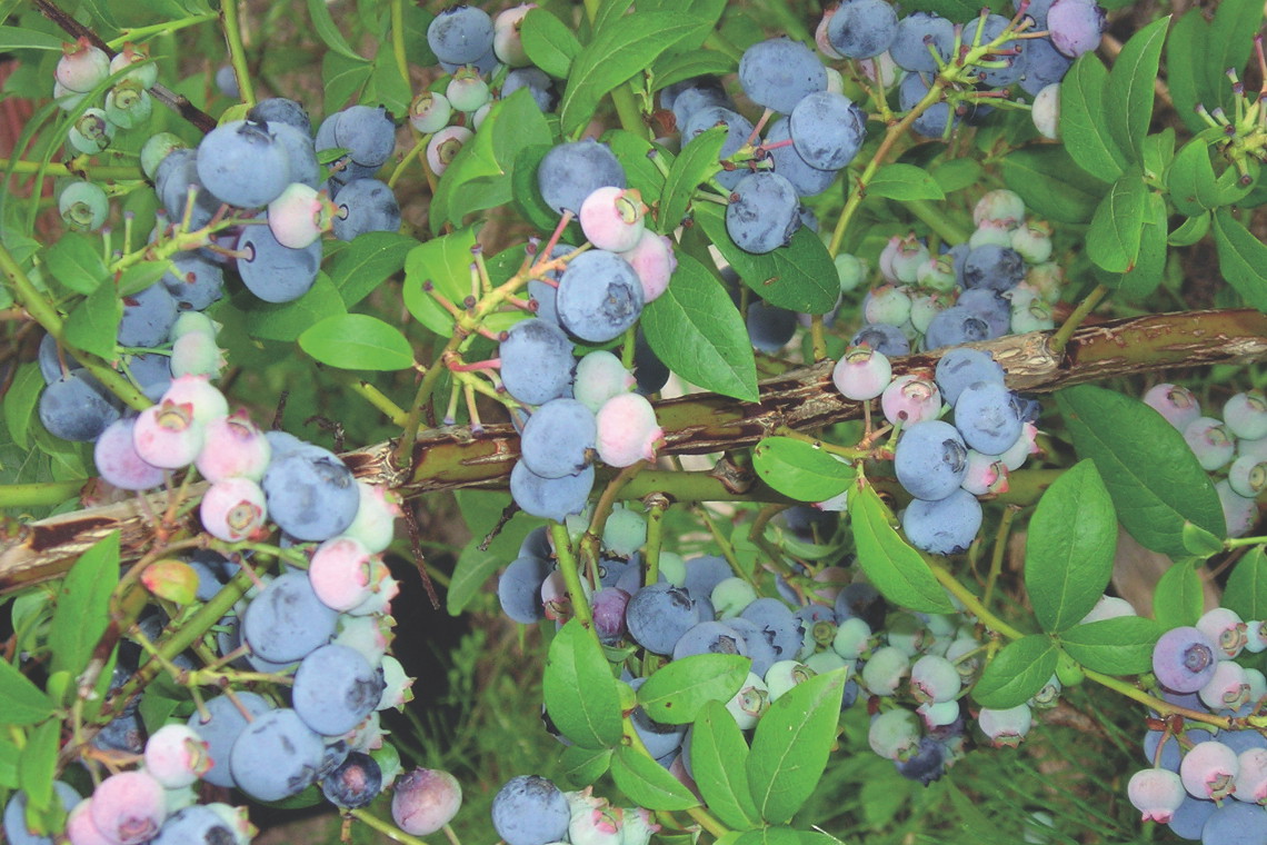 Owoce zawierają luteinę, która korzystnie wpływa na wzrok.